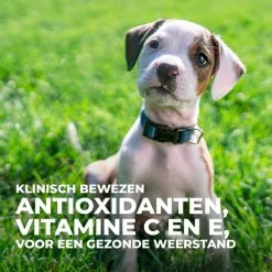 Hill's Science Plan Puppy Perfect Digestion Medium Met Kip En Bruine Rijst Hondenvoer 14kg -Hill‘s Verkoopwinkel Hills Science Plan Puppy Perfect Digestion 6 NL