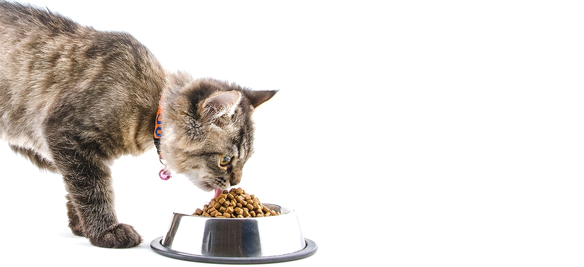 Hill‘s Verkoopwinkel 10 Hill‘s Verkoopwinkel -Hill‘s Verkoopwinkel pet food blog